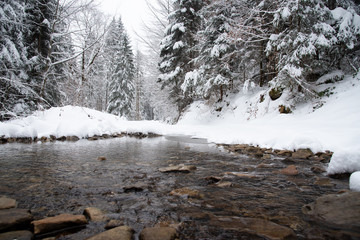 Snow covered trees in the winter forest