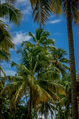 Fototapeta na wymiar Beaches of Brazil - Bitingui Beach, Japaratinga - Alagoas state