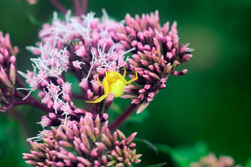 Crab spider over compositae flower, Eupatorium