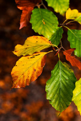 Orange yellow & green leaves hanging from tree branch.