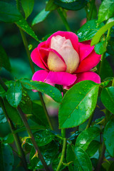 This blooming two-tone rose has red and white petals. Beautiful rose in the garden, close-up. Copy...