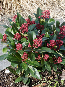 Skimmia japonica - La skimmia du japon, un arbrisseau d'ornement aux fleurs parfum&eacute;es aux t&eacute;pales de couleur rose aux boutons teint&eacute;s de rouge en hivers