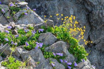 ミヤマダイコンソウとチシマギキョウ