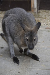 Fototapeta premium kangaroo in zoo