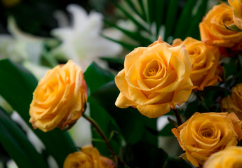 Natural Yellow Rose Bouquet with Blank Card Space – Fresh Floral Arrangement for Messages, Invitations, or Greetings, Romantic Flower Background for Text Placement and Elegant Spring Celebrations