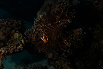Fototapeta na wymiar Nemo @ the Red Sea, Egypt