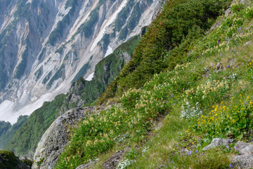 白馬岳頂上付近のお花畑