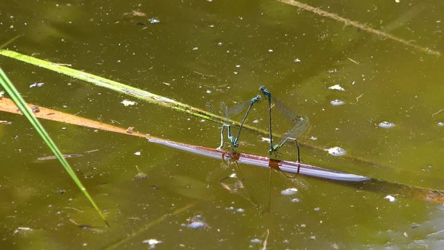 The felt, a wetland in W&radic;&part;rgl, Tyrol. Mating behavior of several dragonflies directly on a pond.