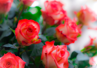 Ramo de rosas multicolores