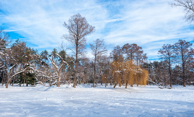 Winter in the nature, Colorful image of trees in the park or forest with snow and clear blue sky in the winter season