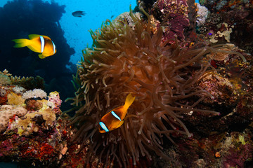 Naklejka na ściany i meble Nemo @ the Red Sea, Egypt