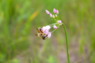 bee on flower