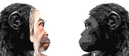 mensch und tier, mensch und affe, Evolution © Steve