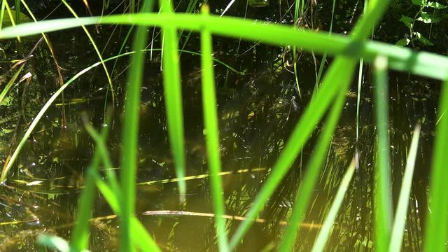 The felt, a wetland in W&radic;&part;rgl, Tyrol. Countless dragonflies fly across the water in search of a mating partner.