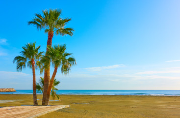 Palm trees on a sandy beach