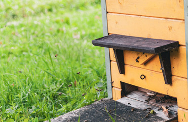 bee hive