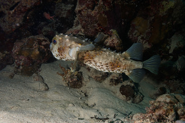 Puffer fish at the Red Sea