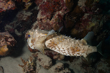 Puffer fish at the Red Sea © Mina Ryad