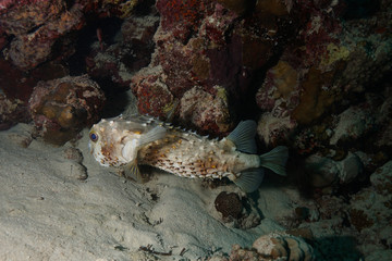 Puffer fish at the Red Sea