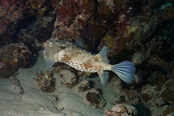 Puffer fish at the Red Sea