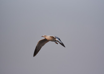 A beautiful seagull flying on blue sky background