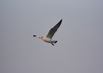 A beautiful seagull flying on blue sky background
