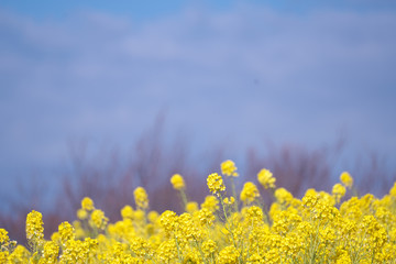 Obraz premium 春・一面の菜の花