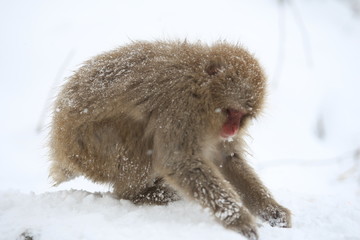 スノーモンキー　地獄谷のニホンザル