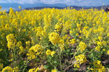 春・一面の菜の花