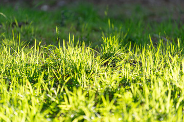 Natural background with green grass in sunlight.