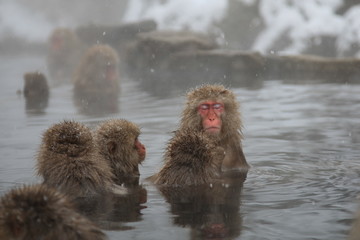 Naklejka premium スノーモンキー 地獄谷のニホンザル