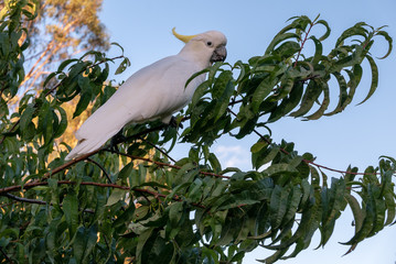 Cockatoo in Tree