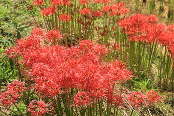 秋の田んぼのあぜ道に鮮やかに咲く彼岸花