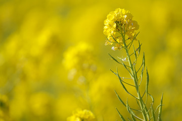春・一面の菜の花