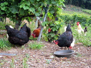 Cinq poules picorant dans les vignes / 5 hens picking in a vineyard 
