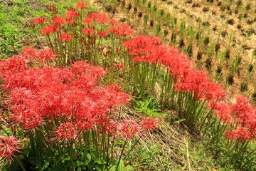 秋の田んぼのあぜ道に鮮やかに咲く彼岸花