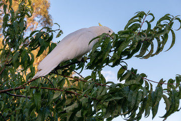 Cockatoo in Tree