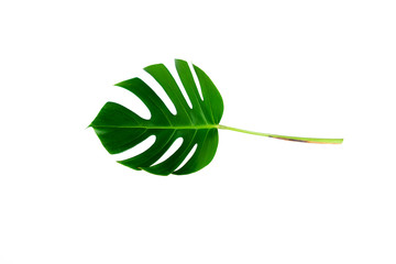 Monstera green leaf isolated on white background with clipping path for summer and spring design...