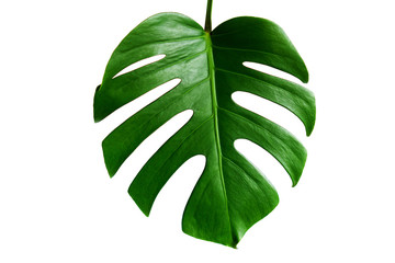 Monstera green leaf isolated on white background with clipping path for summer and spring design element. © AePatt Journey