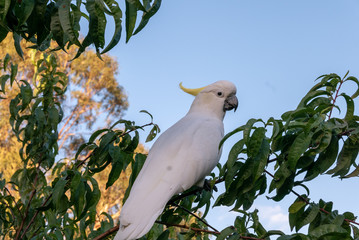 Cockatoo in Tree
