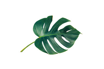 Monstera green leaf isolated on white background with clipping path for summer and spring design element in blue toned.