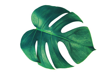 Monstera leaf isolated on white background with clipping path.