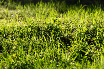 Fototapeta premium Natural background with green grass in sunlight.