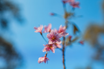 Spring blossom pink flowers Beautiful nature 