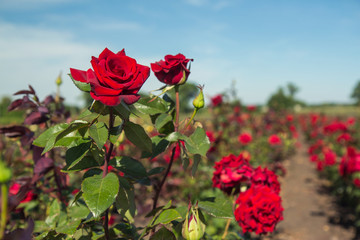 colorful fields with blooming red roses, summer outdoors. © denfotoblog