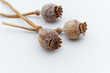 Poppy seed boxes. Three dry poppy plants on white canvas background.