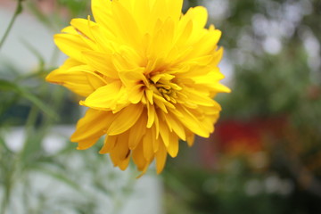 yellow flowers in the garden
