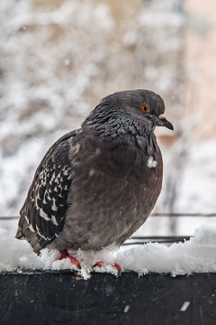 Portrait of gray pigeon on the snow.