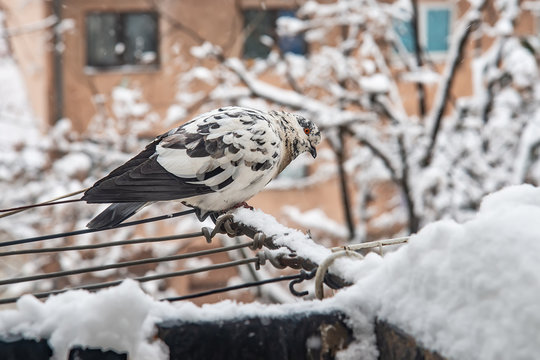Portrait of black and white pigeon on the snow