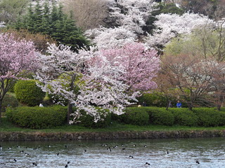 Obraz na płótnie Canvas 桜の花と水辺